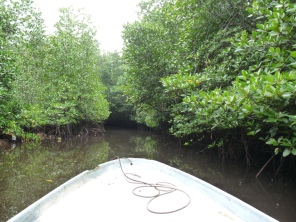 Au milieu d'une mangrove